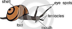 External anatomy of common air-breathing land snail. Structure of White-lipped snail Cepaea hortensis photo